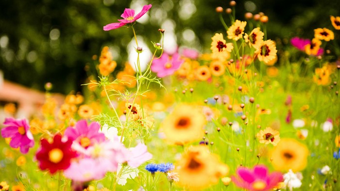 Field of colorful wildflowers in bloom