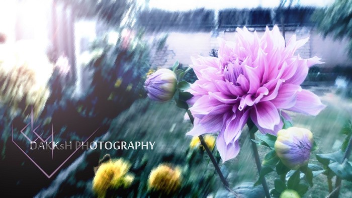 Purple Dahlia Flower with Buds