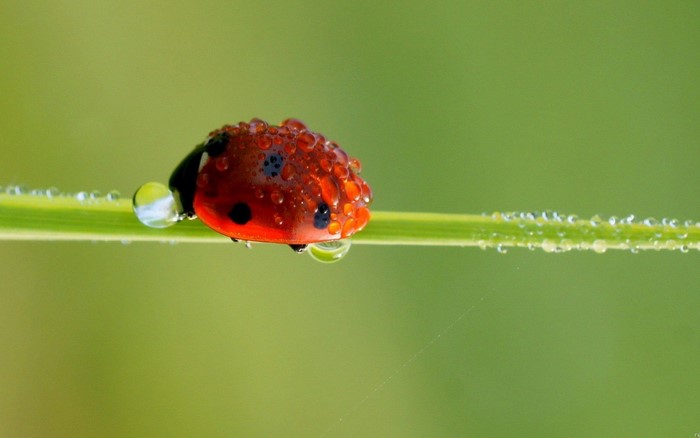 Ladybug on a blade of grass with water droplets
