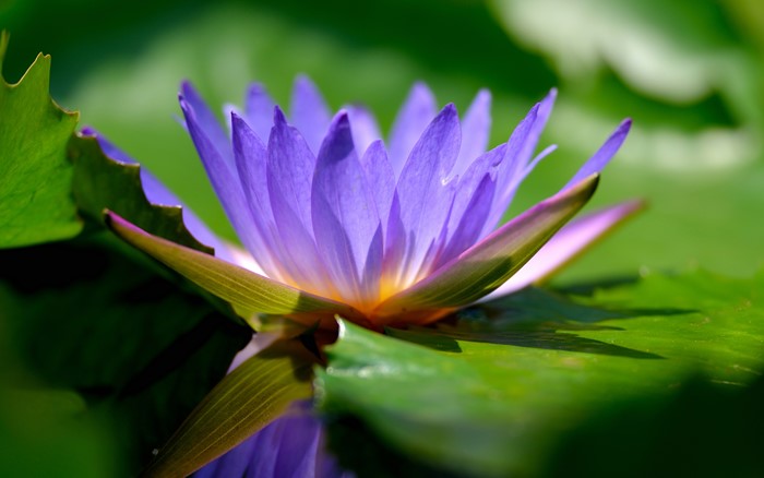 Purple Lotus Flower on Green Lily Pads