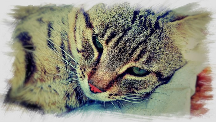Close-up of a tabby cat's face