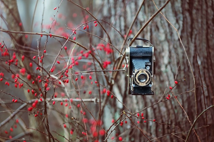 Vintage camera hanging on a branch with red berries