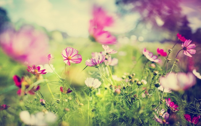 Pink and white cosmos flowers in a field