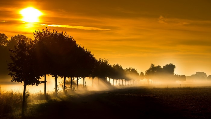 Trees in fog with sunbeams at sunset