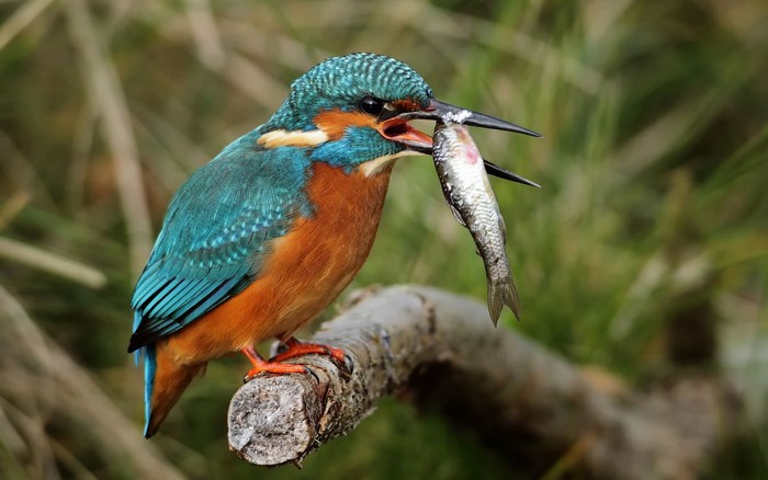 Kingfisher with a fish on a branch