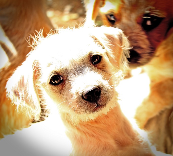 Puppy with other dogs