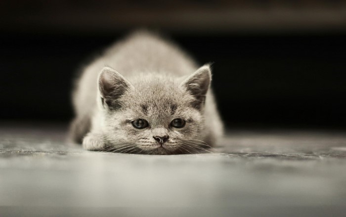 Gray kitten lying on a floor