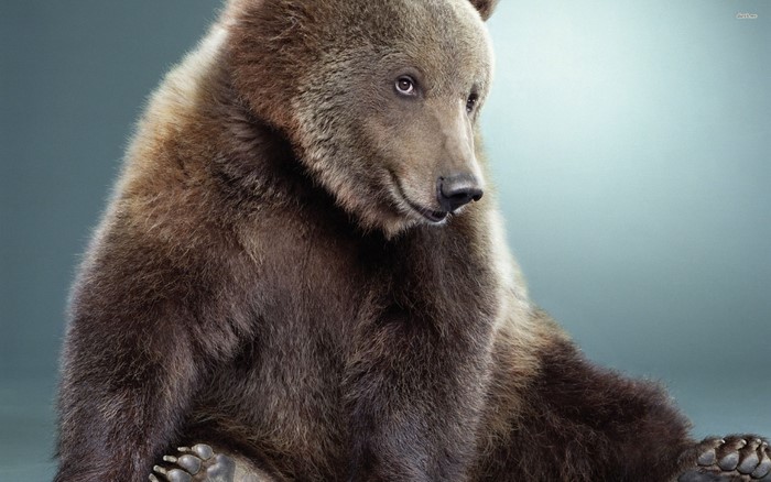 Brown Bear Sitting