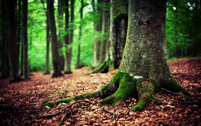 Tree roots covered in moss in a forest
