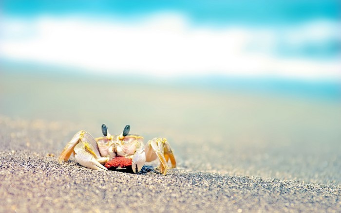 Crab on a sandy beach with ocean waves
