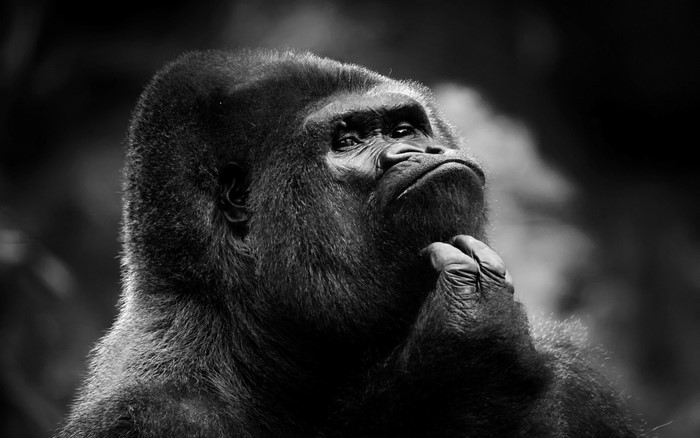 Gorilla thinking in black and white