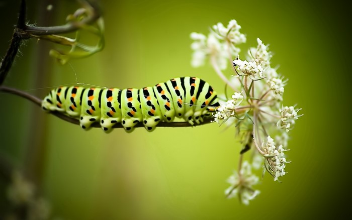 Green caterpillar on a plant stem with white flowers