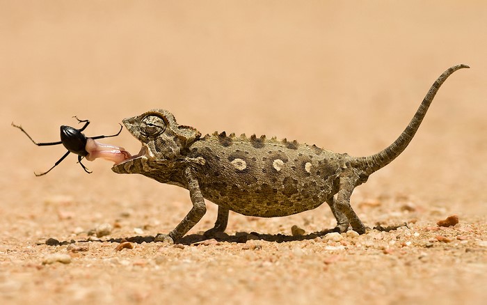 Chameleon eating a beetle
