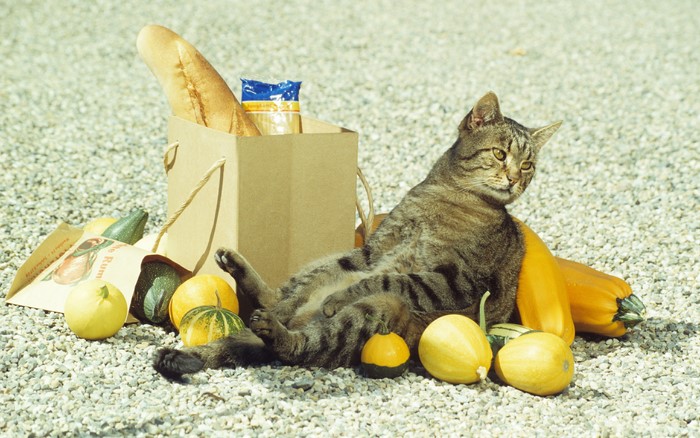 Tabby cat sitting with groceries and gourds