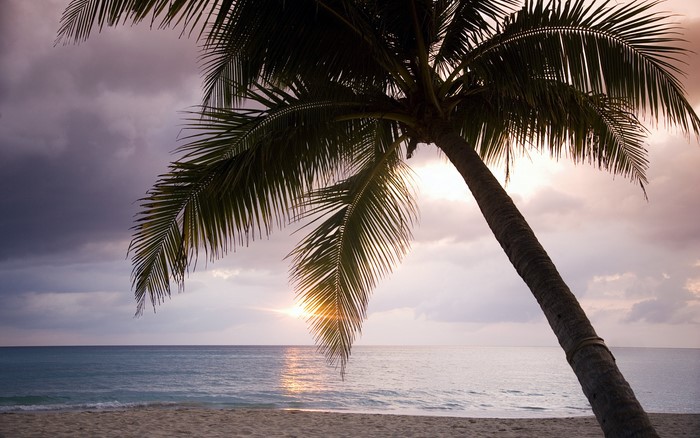 Palm tree on a beach at sunset