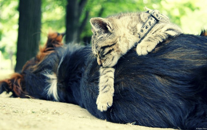 Kitten sleeping on a dog