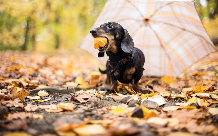 Dachshund with toy in autumn park