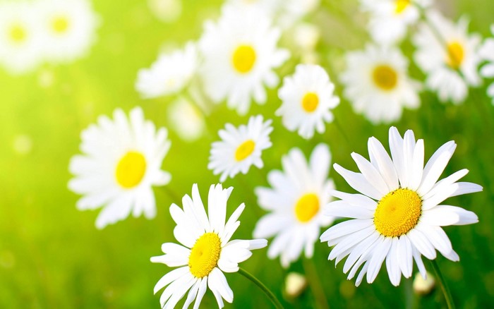 Field of daisies with sunlight