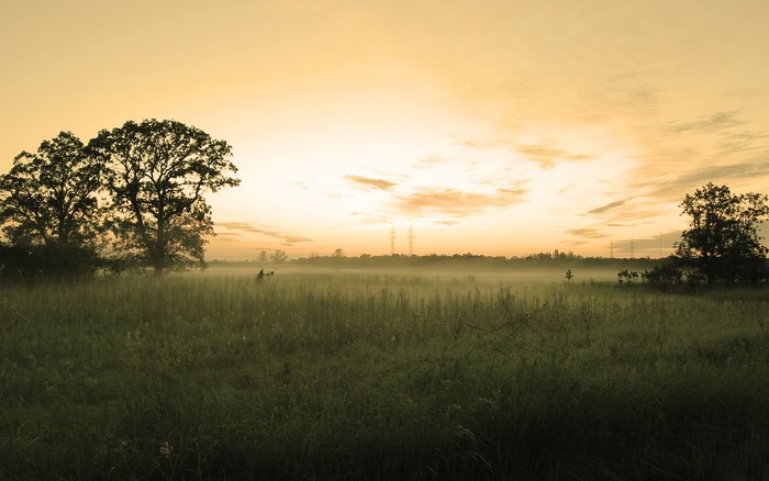 Misty field at sunrise with trees and power lines