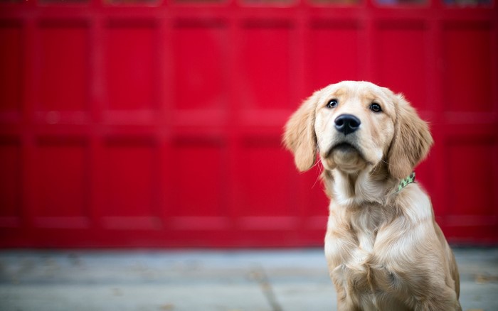 Golden Retriever puppy sitting in front of red garage door