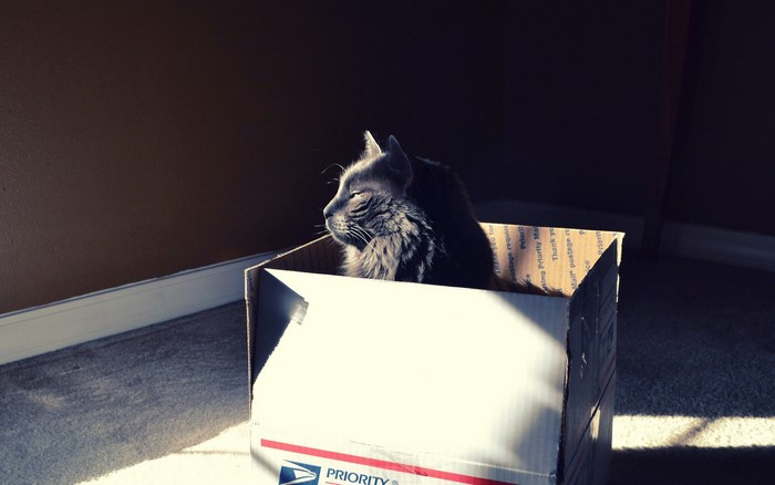 Gray cat sitting in a cardboard box