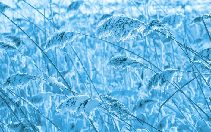 Close-up of frosted reeds in winter