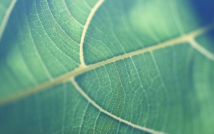 Close-up of a green leaf with visible veins