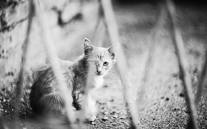 Black and white photo of a kitten behind bars