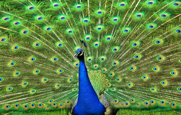 Peacock displaying its tail feathers