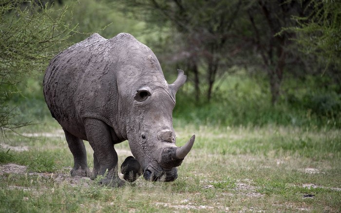 Rhinoceros grazing in a grassy field with trees