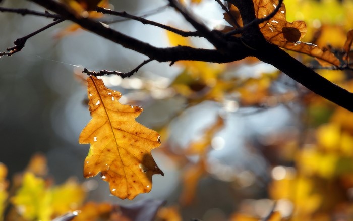 Autumn Oak Leaf on Branch