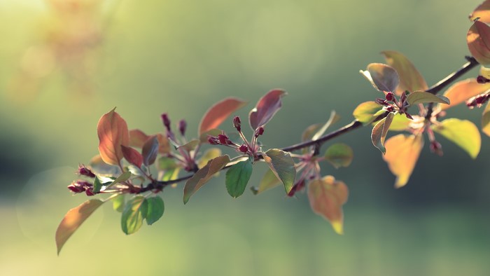 Close-up of a tree branch with new leaves and buds
