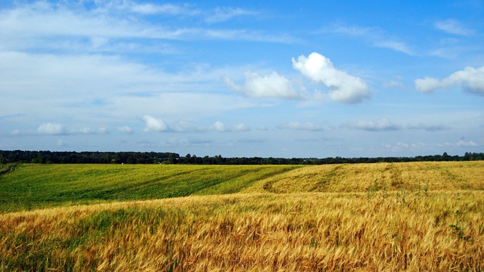 Wheat fields and green fields under a blue sky in Ukraine