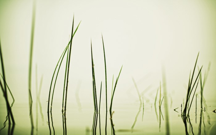 Grass blades reflected in water