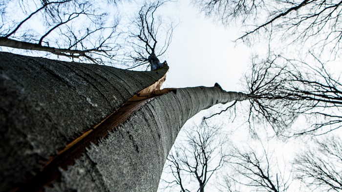 Split tree trunk looking up at bare branches