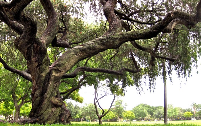 Twisted tree in a park