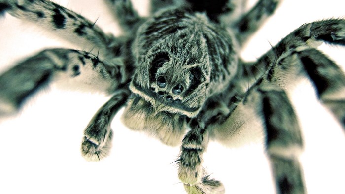 Close-up of a hairy spider with multiple eyes