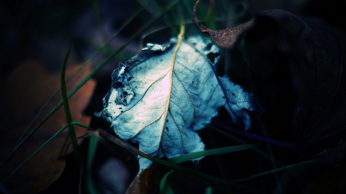 Close-up of a decaying leaf on the ground