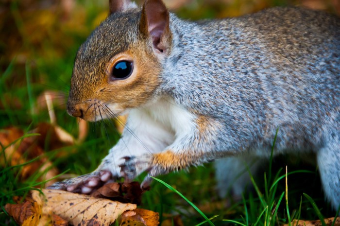 Squirrel in Hyde Park, London