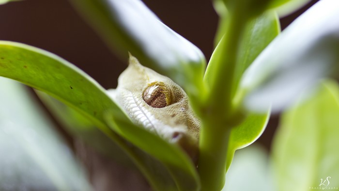 Gecko peeking from green leaves