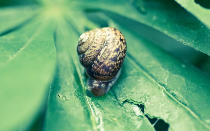 Snail on a green leaf