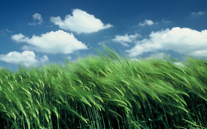 Green wheat field under a blue sky with clouds