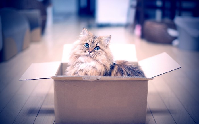 Fluffy cat with blue eyes in a cardboard box