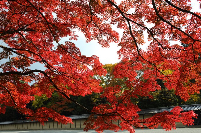 Red Maple Leaves in Autumn