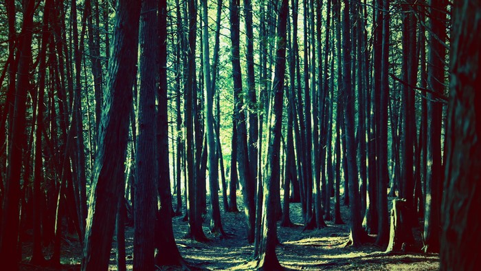 Forest with tall trees and dappled sunlight