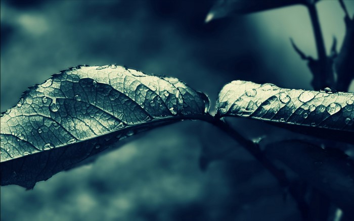 Close-up of wet leaves on a branch
