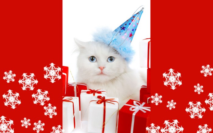 White cat wearing a party hat with gifts