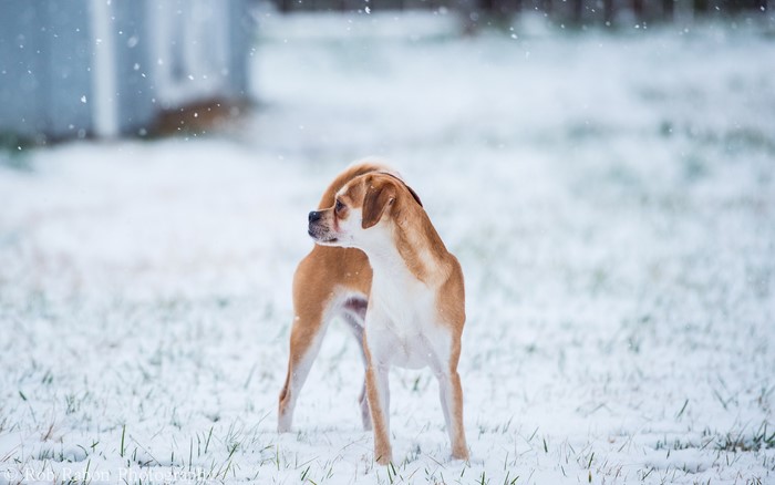 Dog standing in the snow