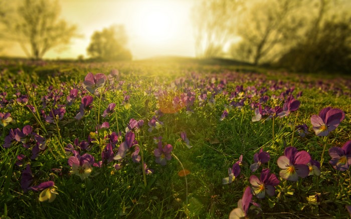 Field of purple flowers at sunset