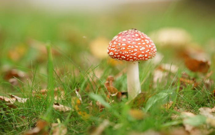 Amanita muscaria mushroom in grass